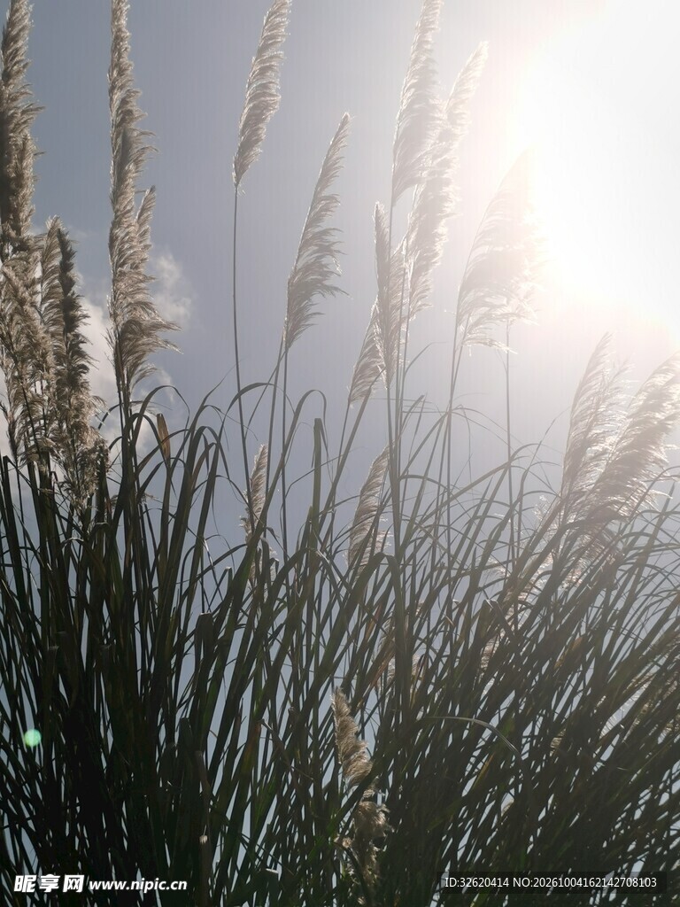 逆光中的蒲苇