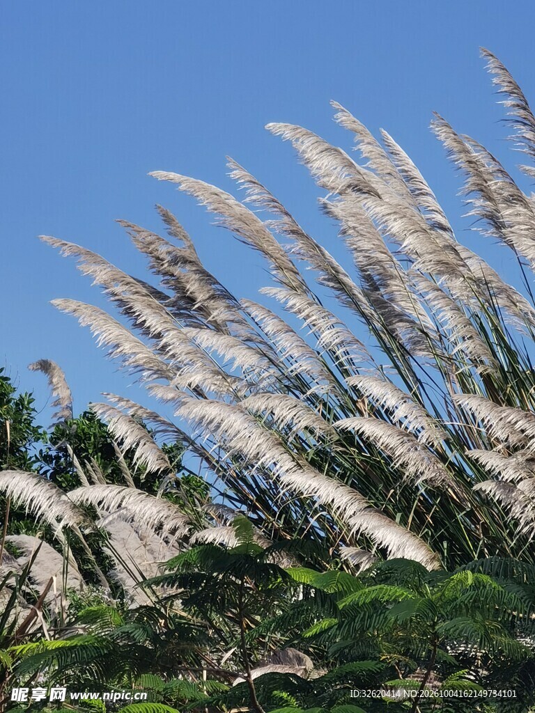 晴空下的芦苇花