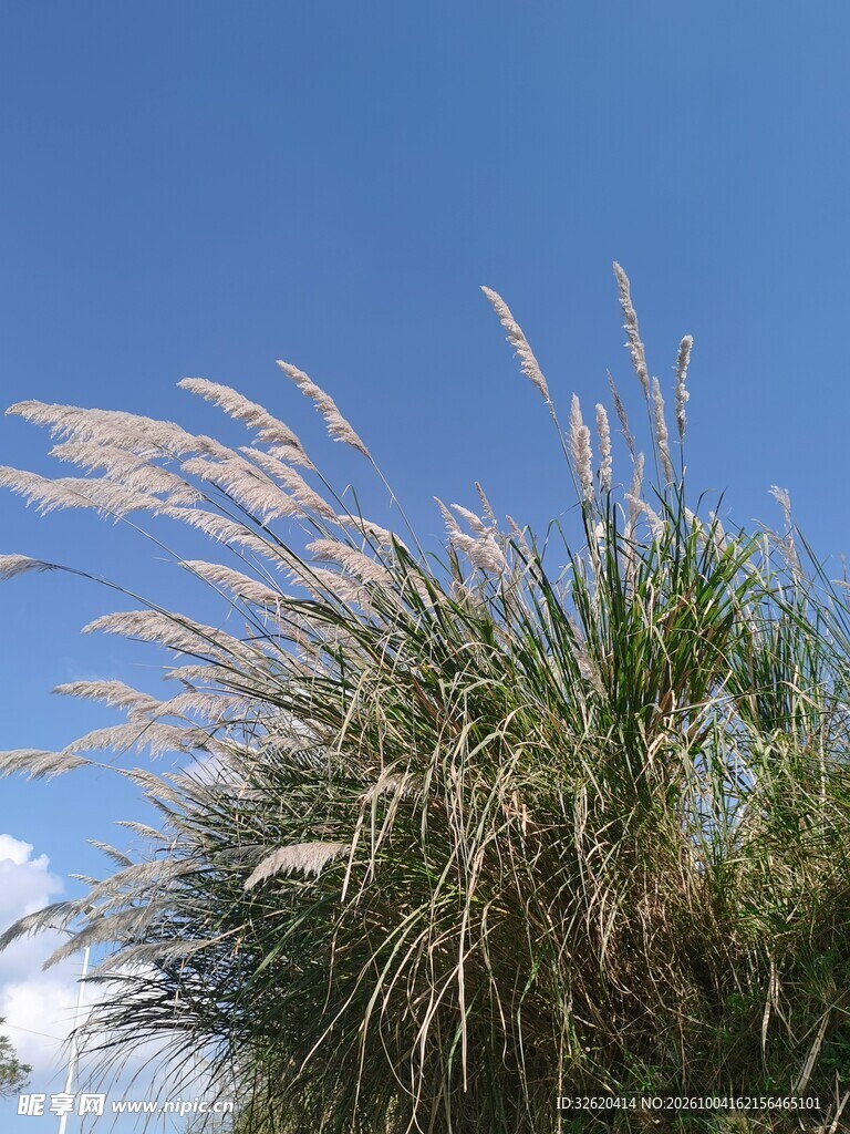 蓝天下随风摇曳的芦苇
