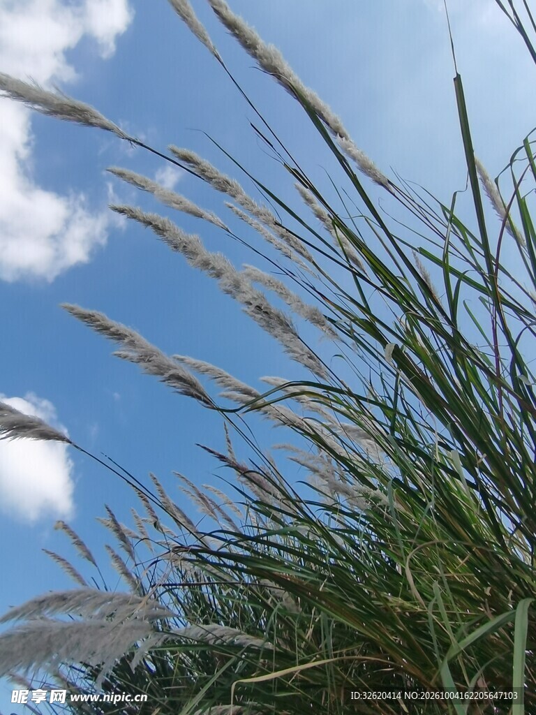 蓝天下的野草