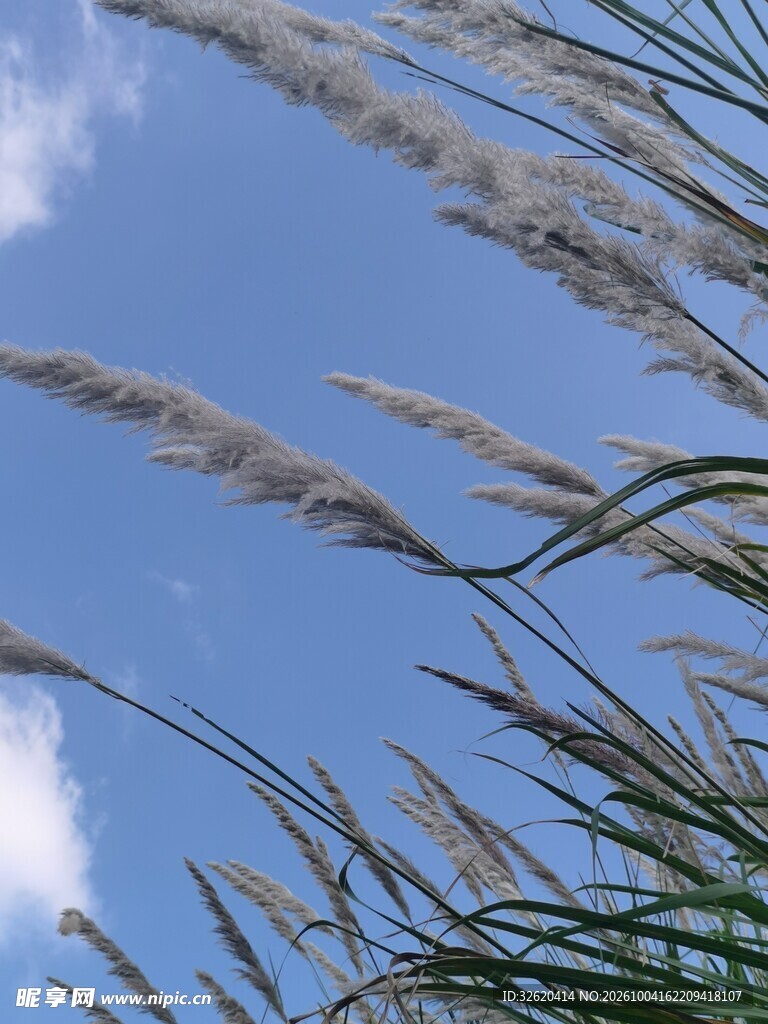 蓝天下的芦苇草穗