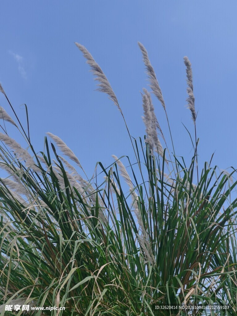 蓝天背景下的野草