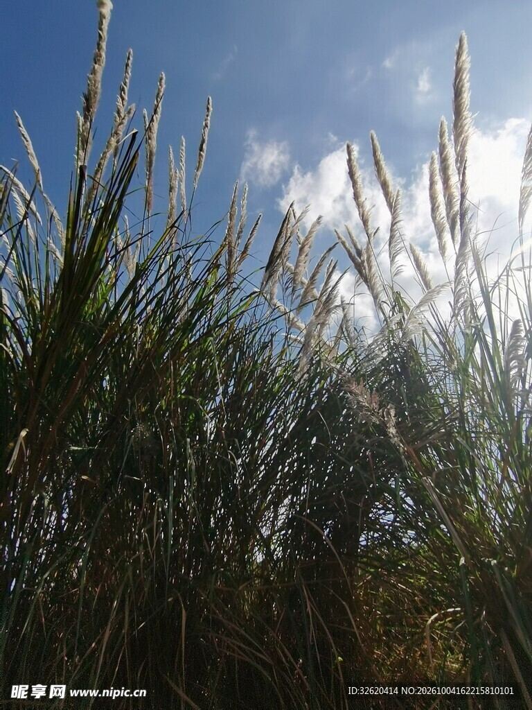 蓝天下的野草