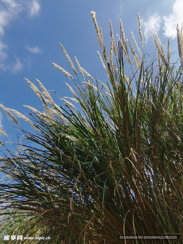 蓝天下的茅草
