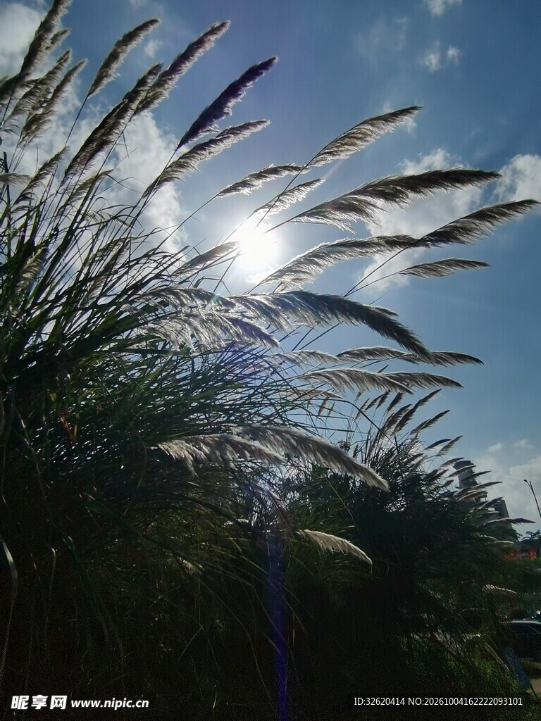 风中野草映蓝天