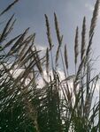 蓝天下的野草穗
