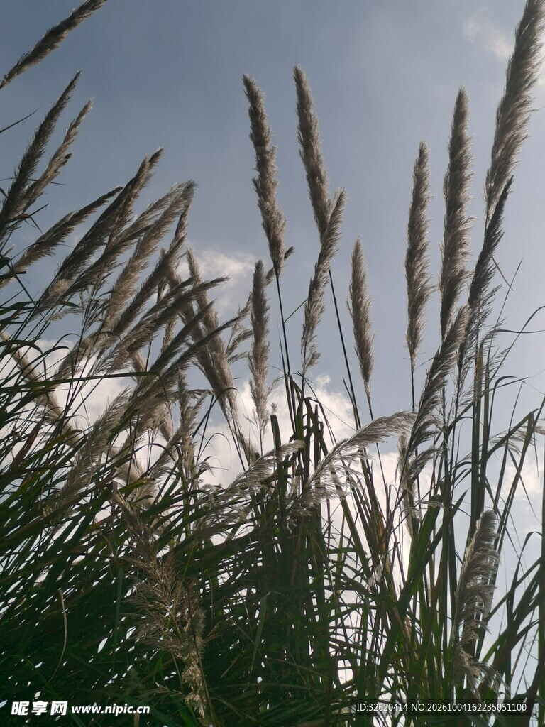 蓝天下的野草穗