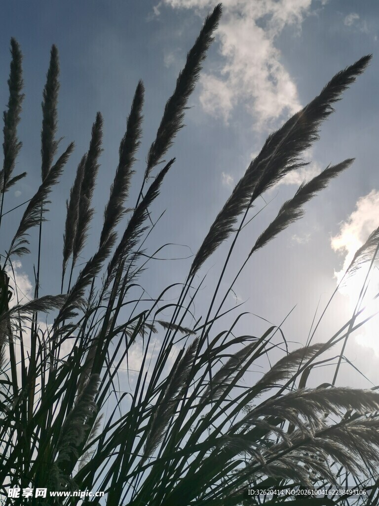 晴空下的草穗剪影