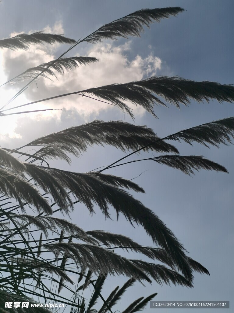 芦苇