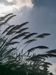 风中摇曳的芦苇