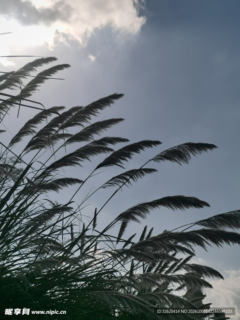 风中摇曳的芦苇