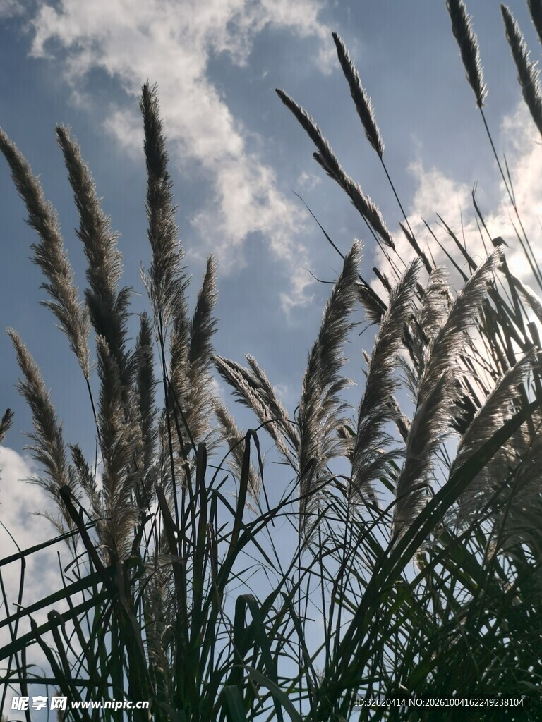 蓝天下的野草穗