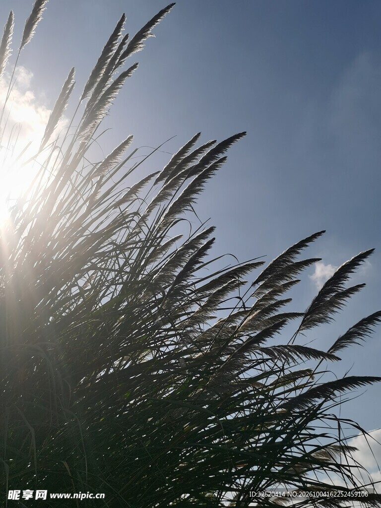 逆光芦苇晴空小景