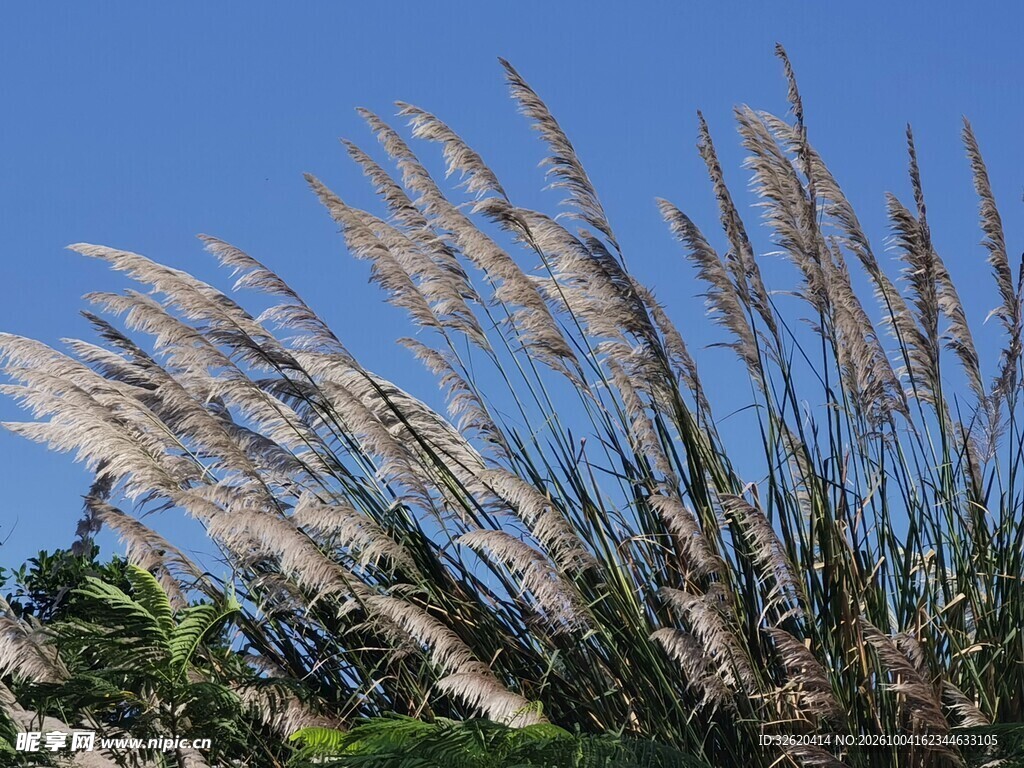 蓝天下的芦苇花