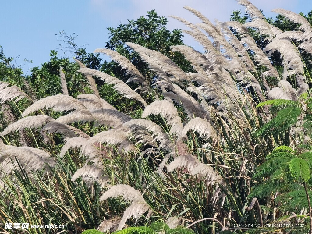 郊野芦苇随风摇曳