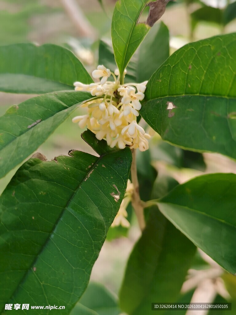桂花枝叶特写