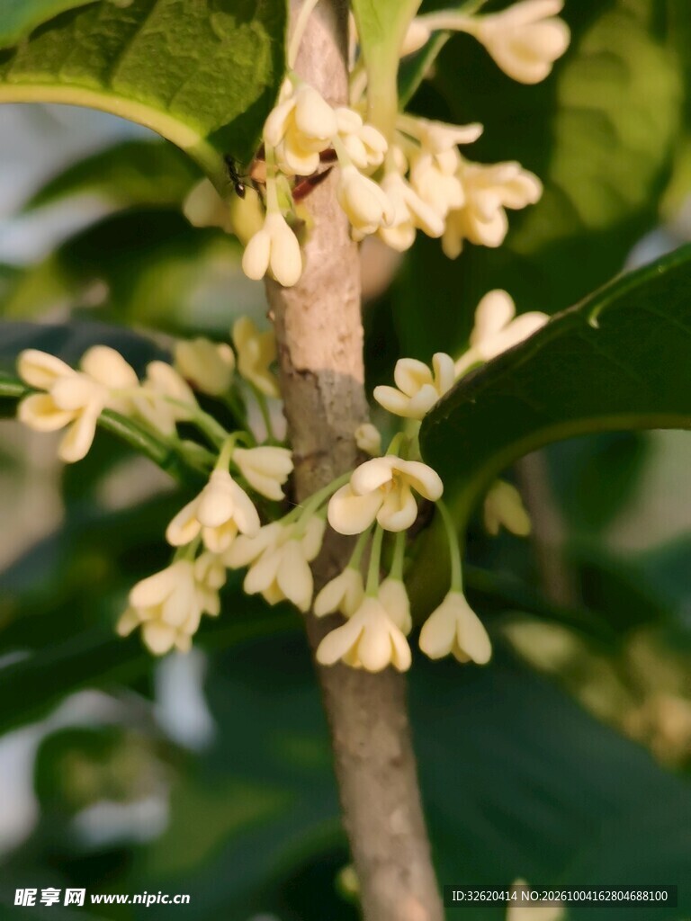 秋日桂花枝头特写