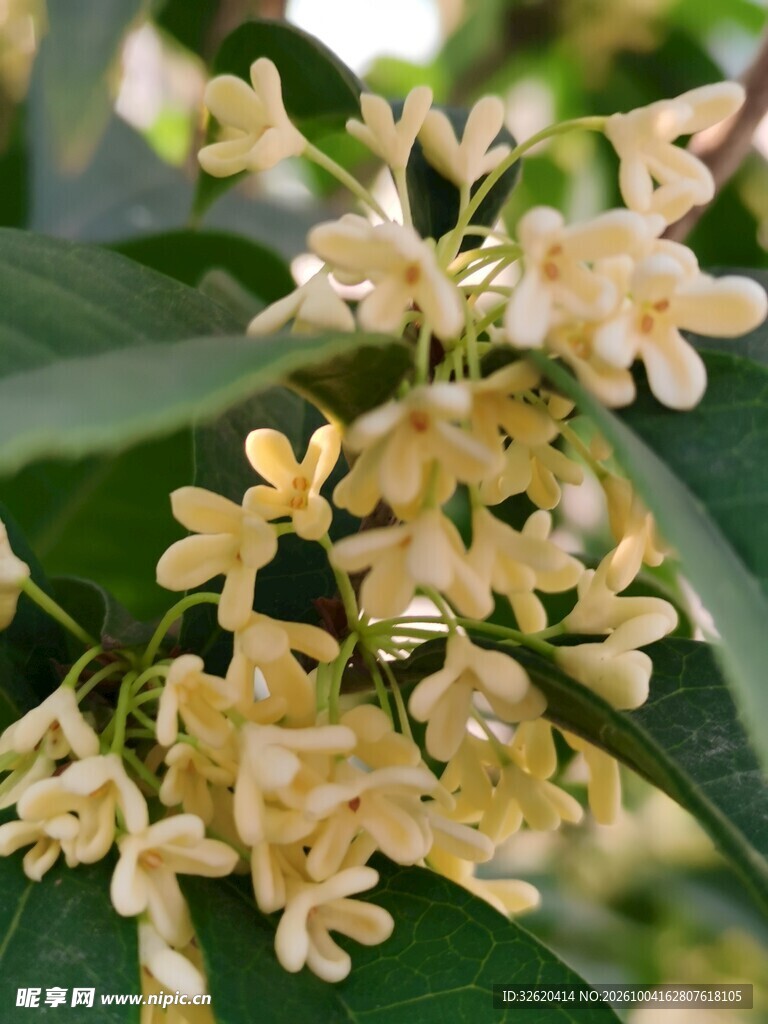 盛开的桂花