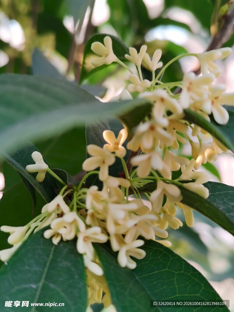 秋日桂花特写