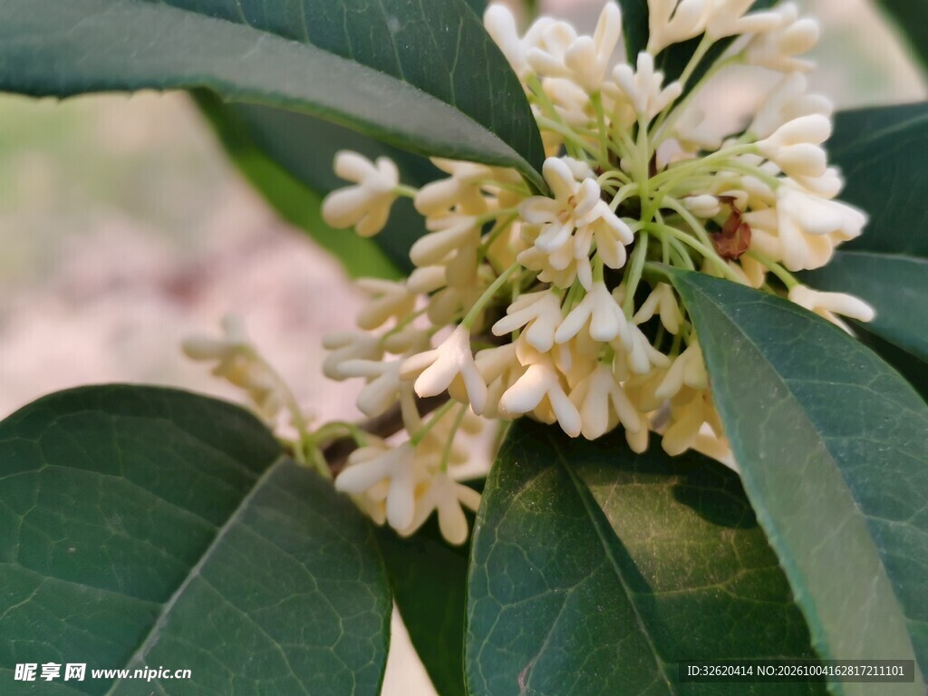 桂花
