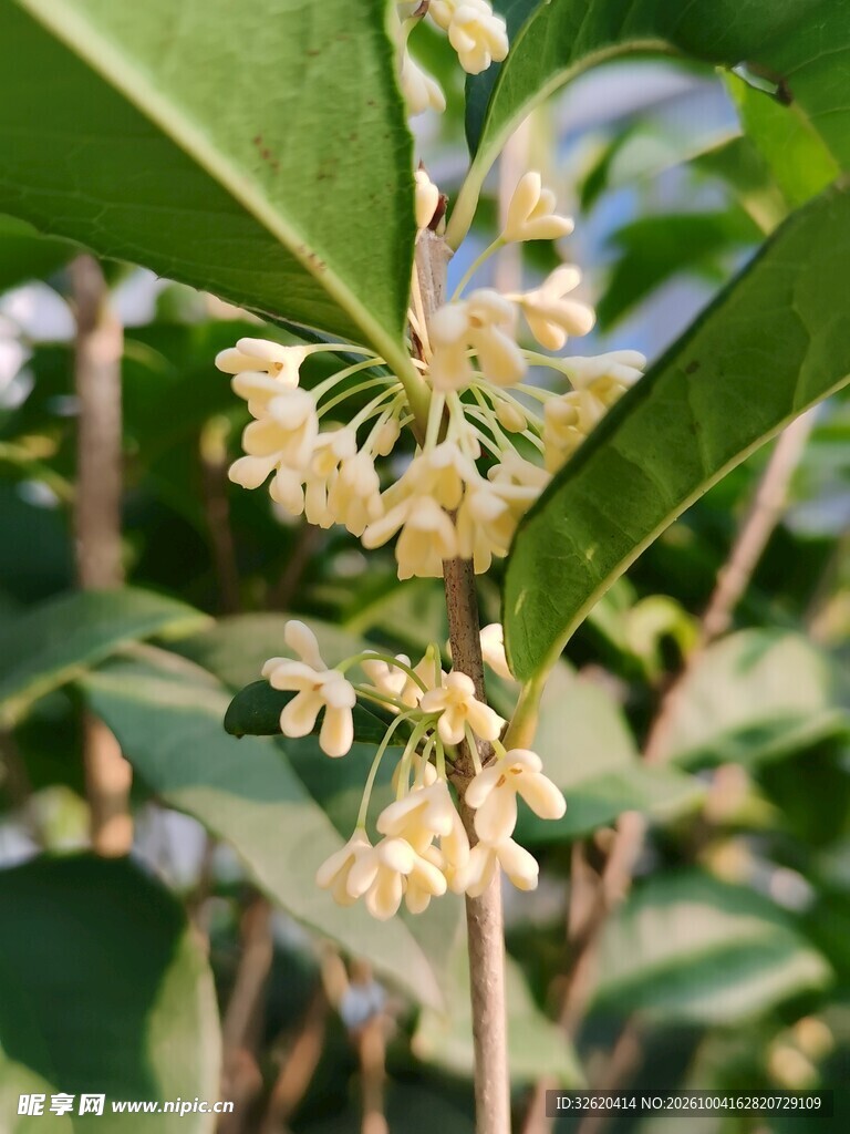秋日桂花绽放