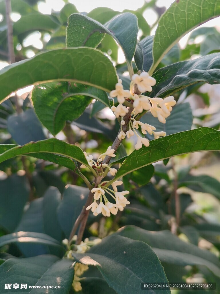 桂花枝上的小花
