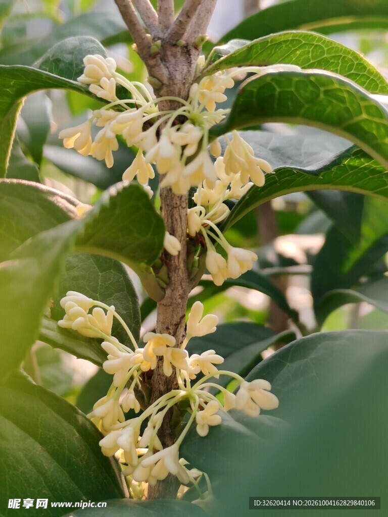 桂花枝头小花特写