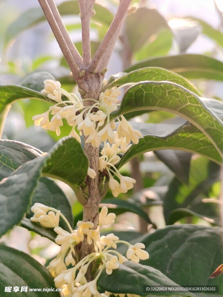 桂花枝头盛放特写
