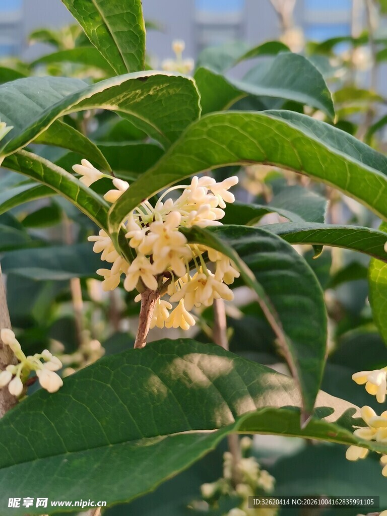 桂花盛开枝叶特写