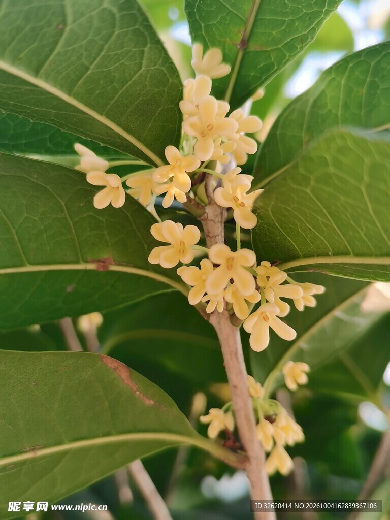 秋日桂花枝头绽放