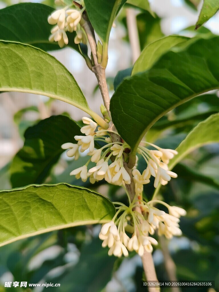 绿叶间簇生白色小花