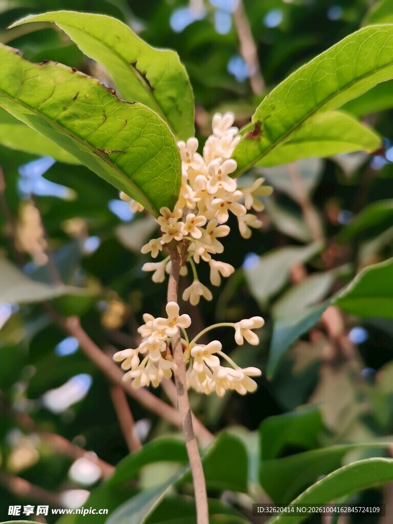 秋日桂花枝头特写
