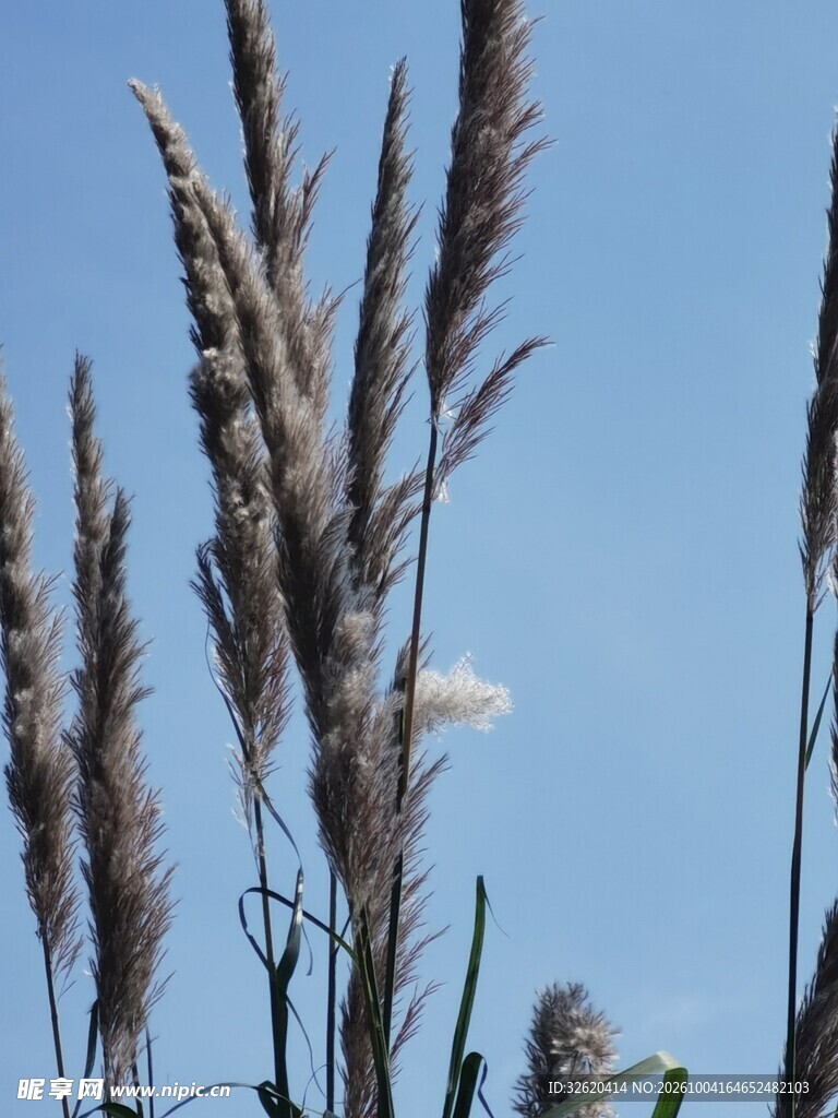 蓝天背景下的芦苇穗