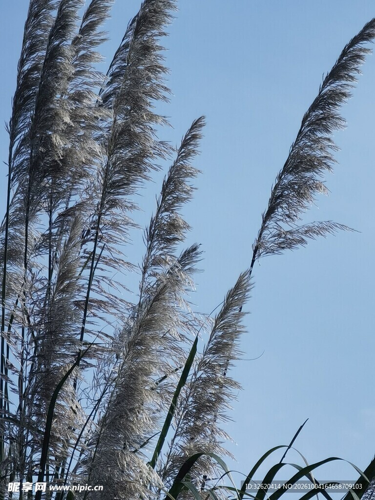晴空下的芦苇穗