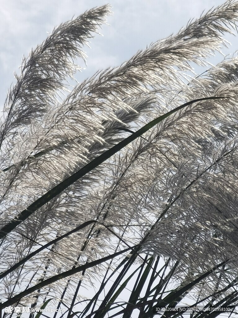 蓬松芦苇穗特写
