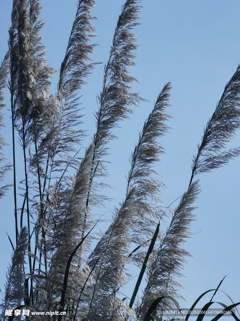 蓝天映衬下的芦苇