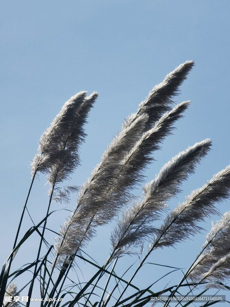 蓝天下的飘逸草穗