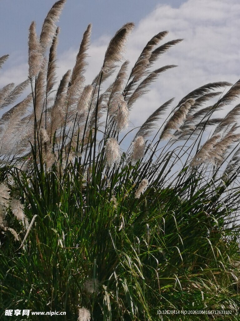 风中摇曳的芦苇