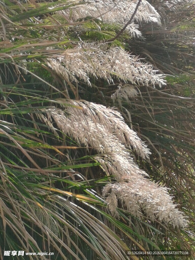 郊野白色芦苇花