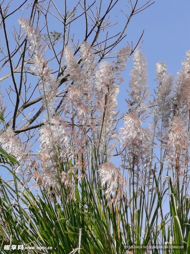 晴空下的白茅花穗