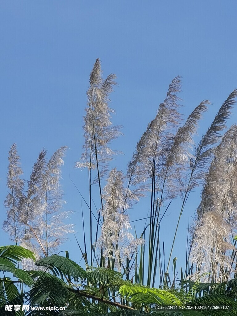 晴空下的芦苇