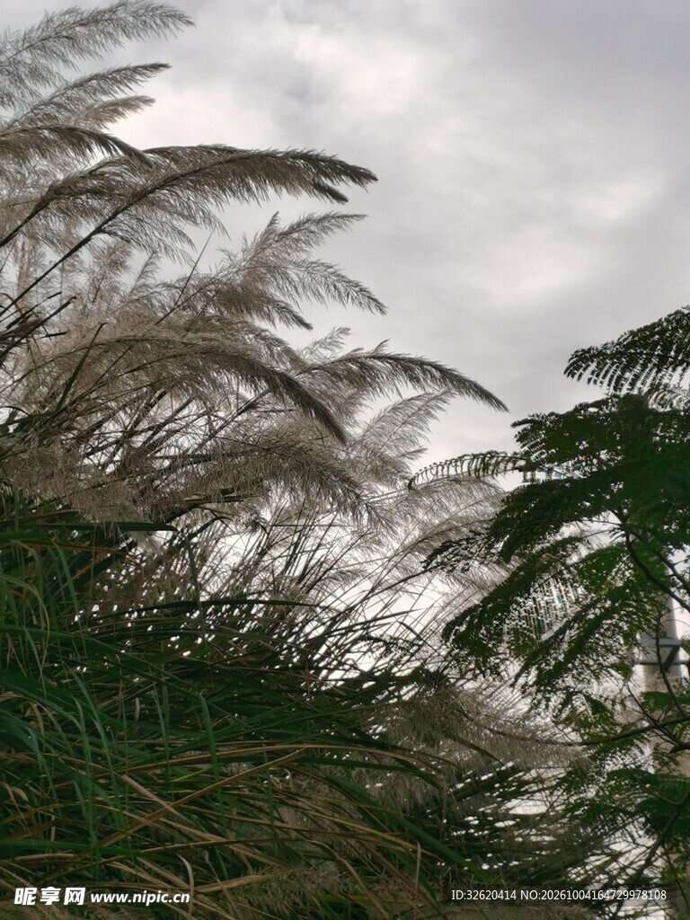 风中摇曳的芦苇