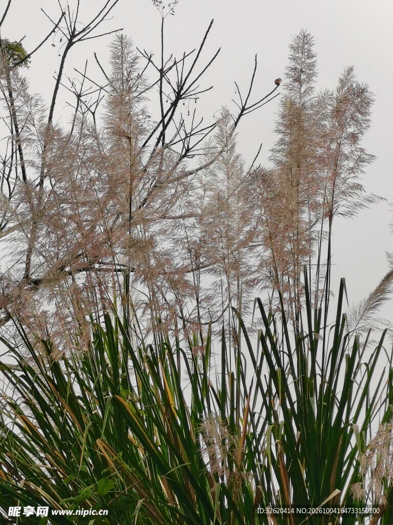 雾中芦苇自然风景