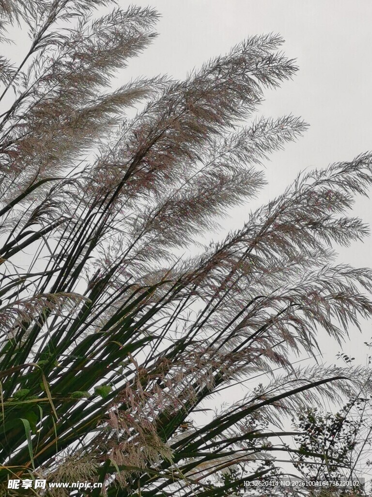 风中摇曳的芦苇