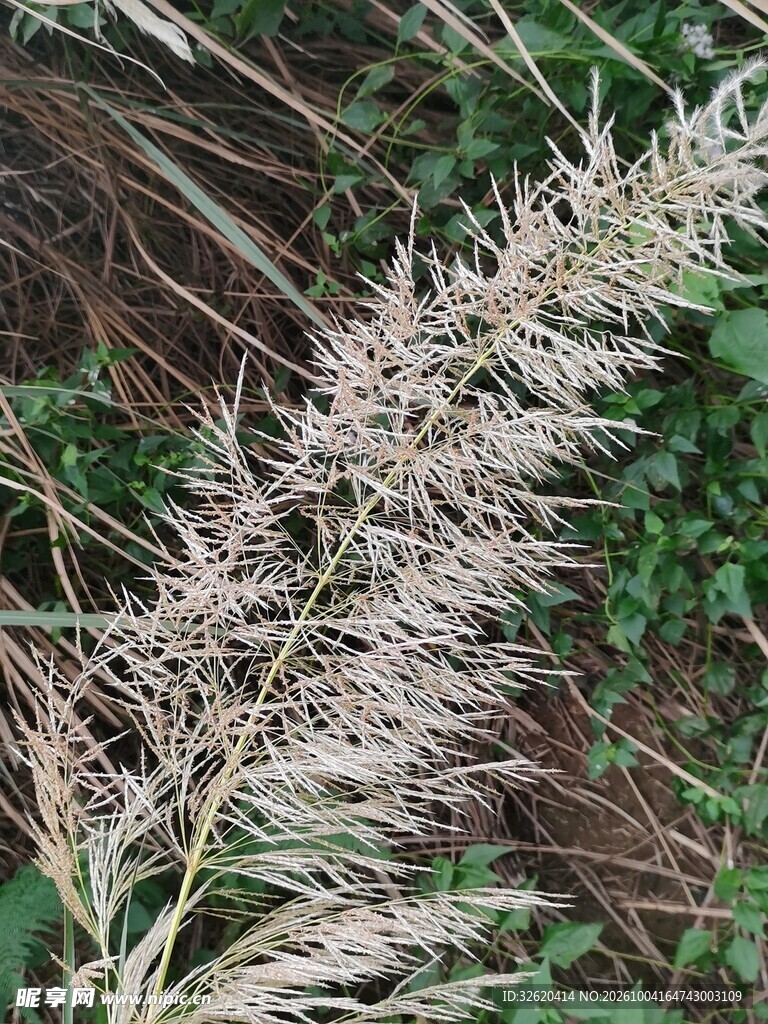 野外白茅草穗特写