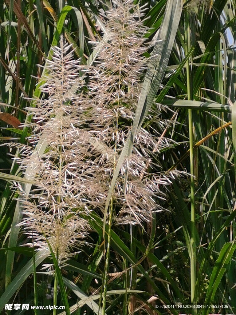 野生狼尾草花穗