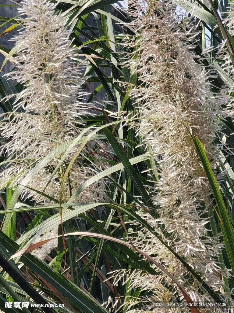 芦苇草穗自然特写