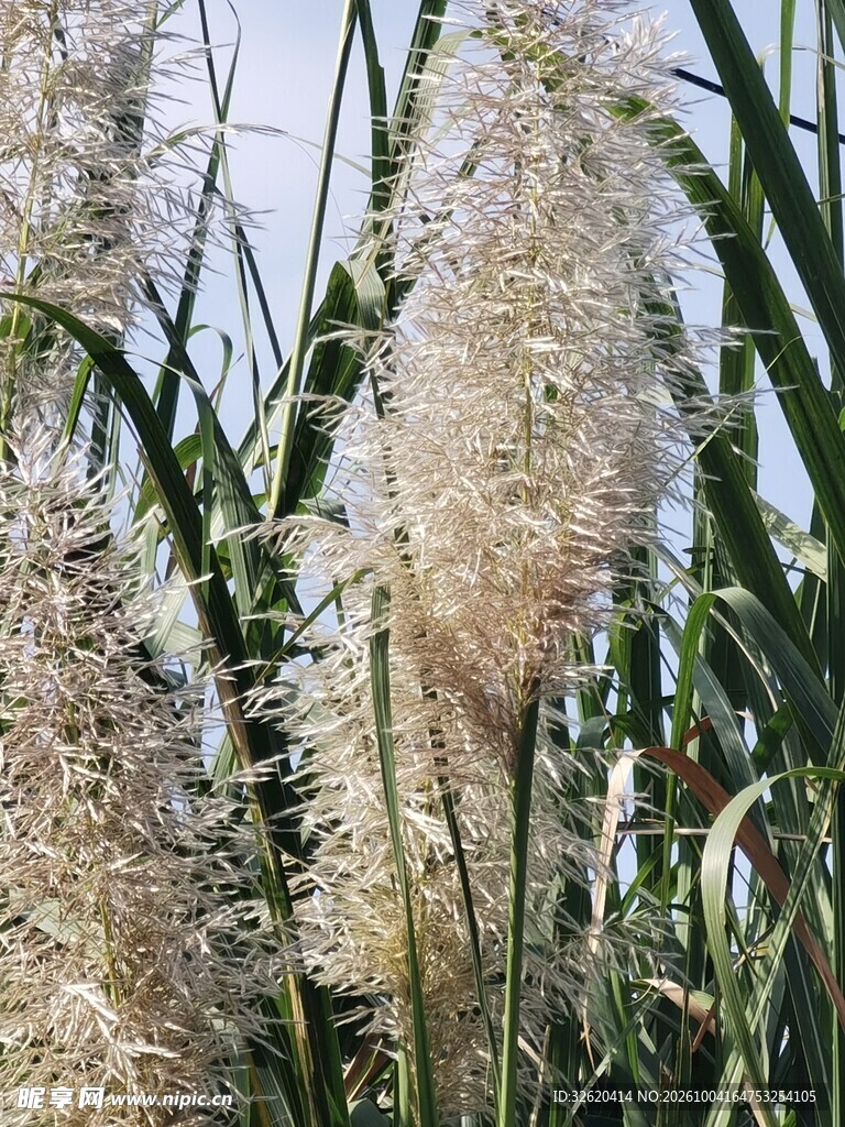 户外蒲苇草自然特写