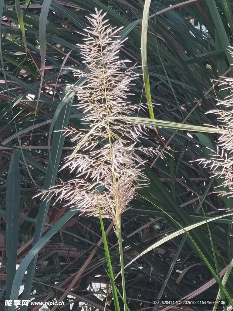 狼尾草花穗特写