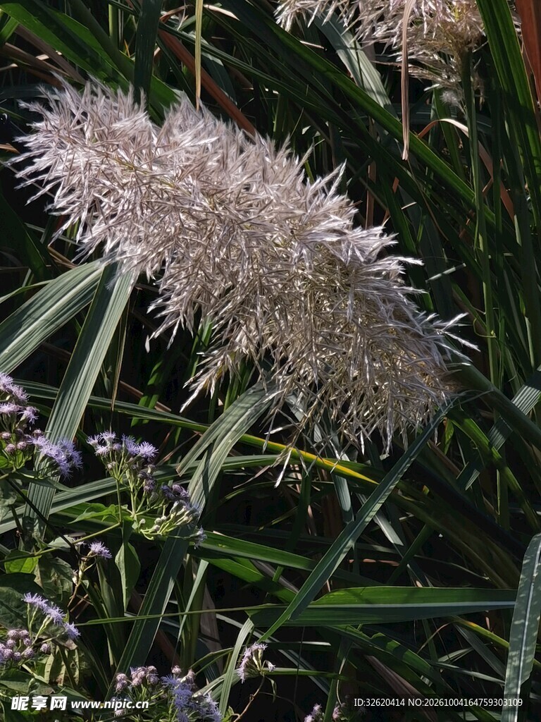 野生蒲苇花穗